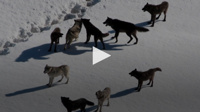 VIDEO: Disrupting Ecosystems with Wolves
