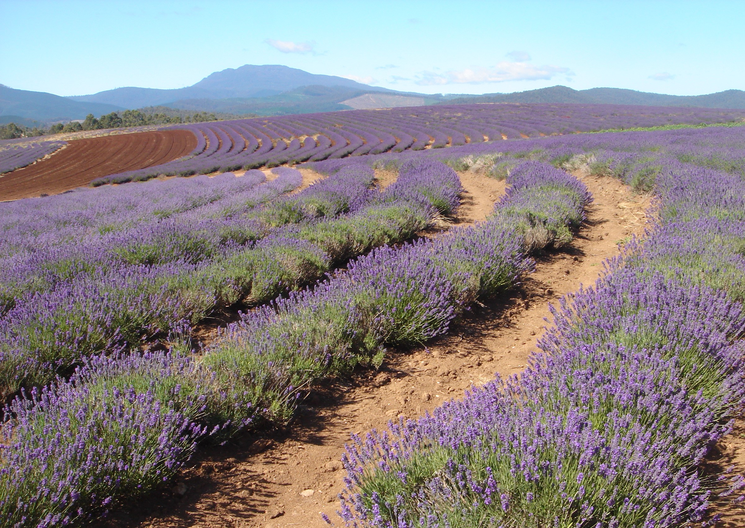 Organic Essential Oils in Australia