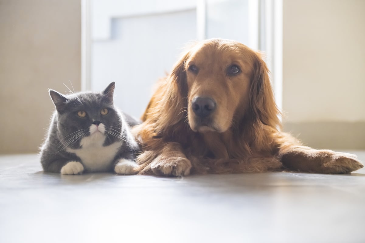 are dogs or cats better for anxiety