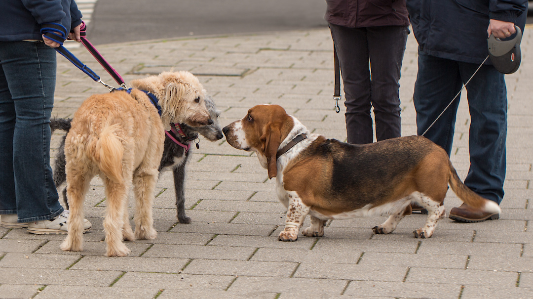 5 Tips for Socializing Your Older Dog