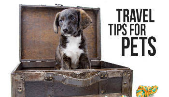 The Essential Checklist for Traveling With Your Dog