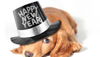 7 New Year’s Resolutions You and Your Pet Can Benefit From
