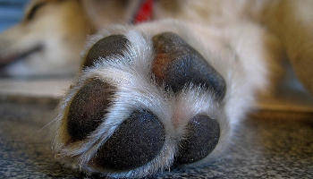 is concrete bad for dogs paws