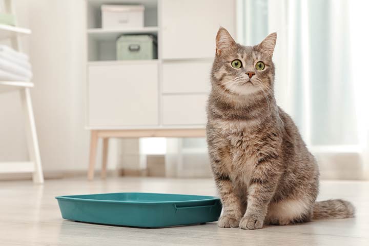 Litter Box Facts - Fundamentally Feline