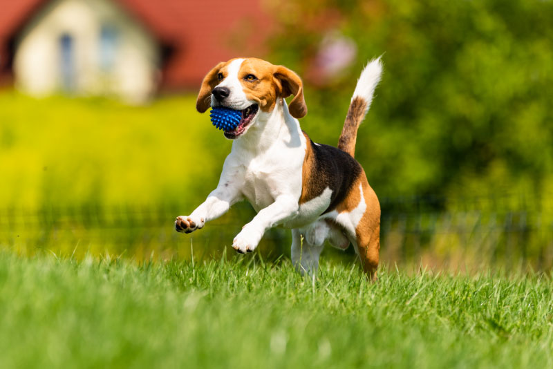 Beagle-Dog-Runs-Green-Grass