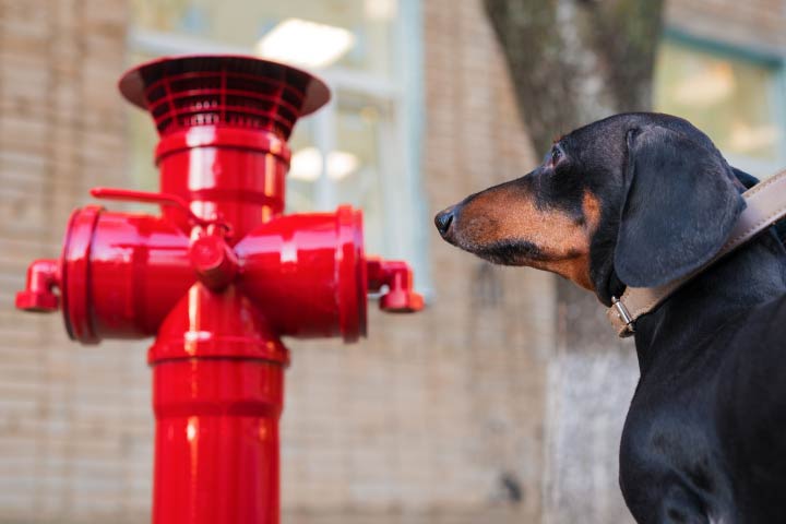 why does a male dog squats to pee