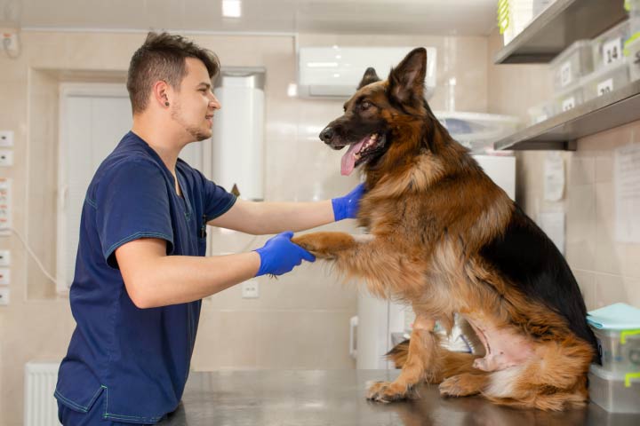 vet recommended glucosamine for dogs