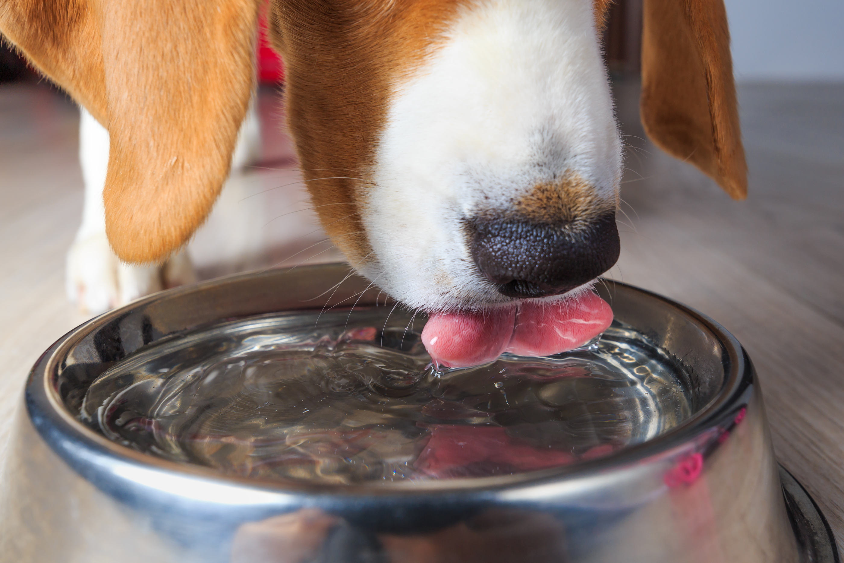 Puppy over drinking store water