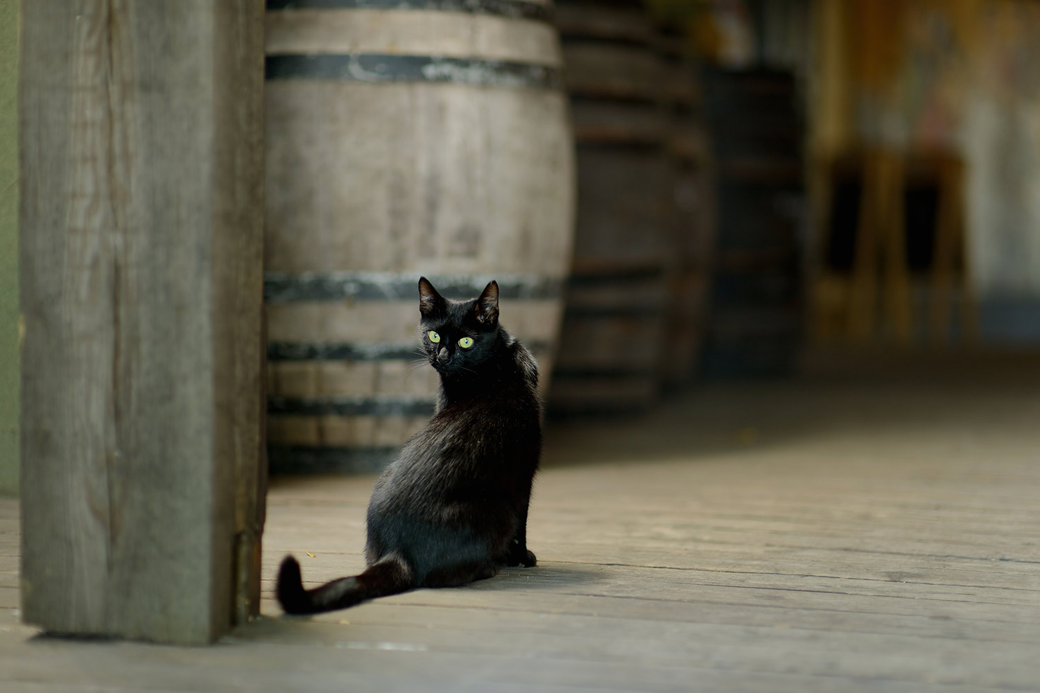 bigstock-Black-Cat-In-An-Old-Winery-154119956