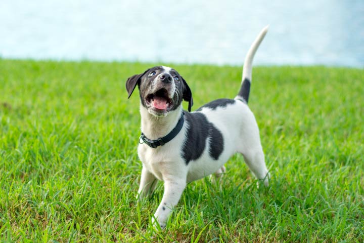 bigstock-Black-and-white-puppy-70643176 (reduced)