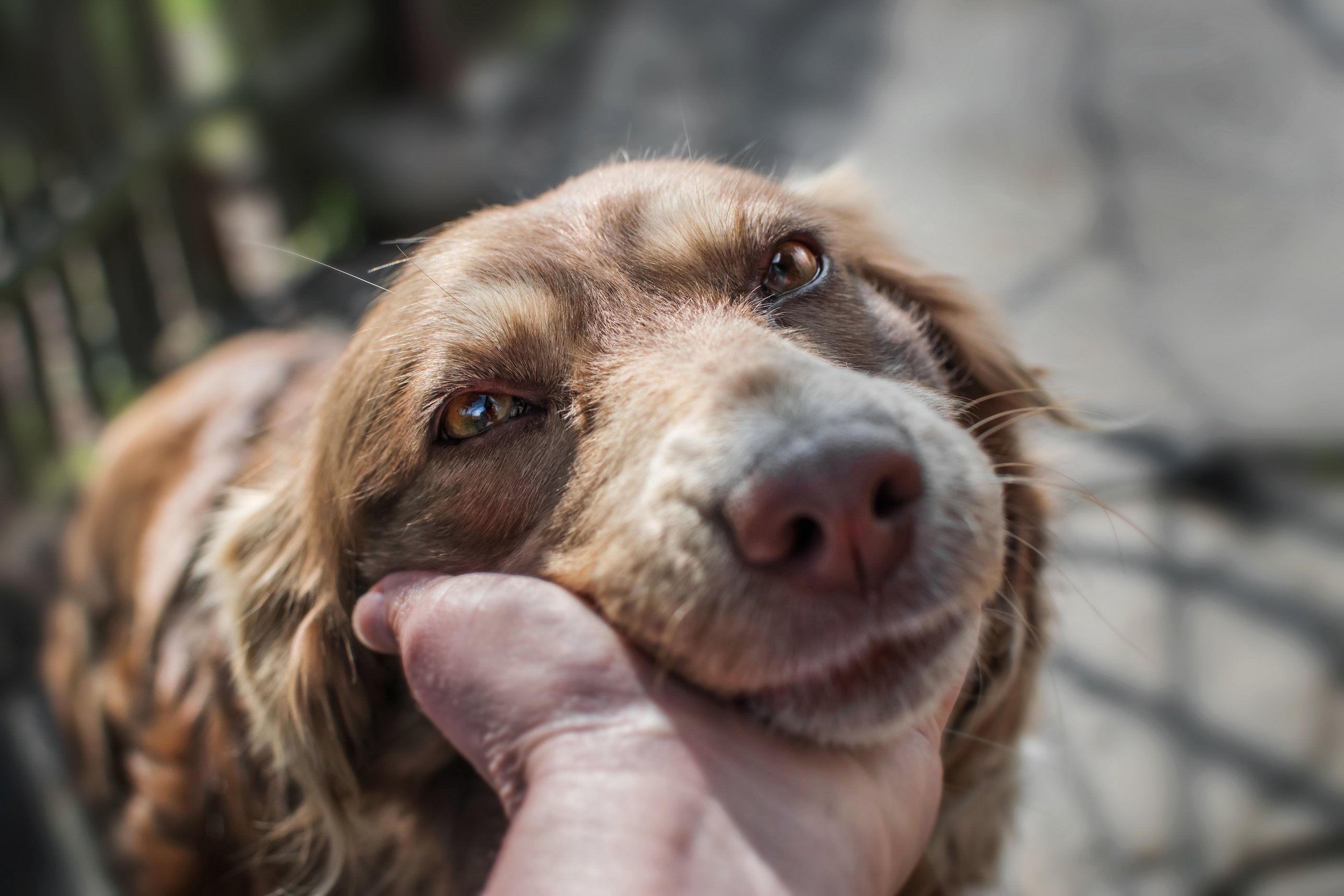 bigstock-Close-up-Portrait-Of-Cute-Muzz-236722531