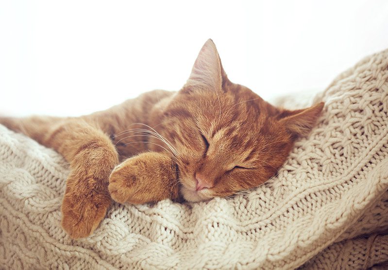 bigstock-Cute-ginger-cat-sleeps-on-warm-82596719