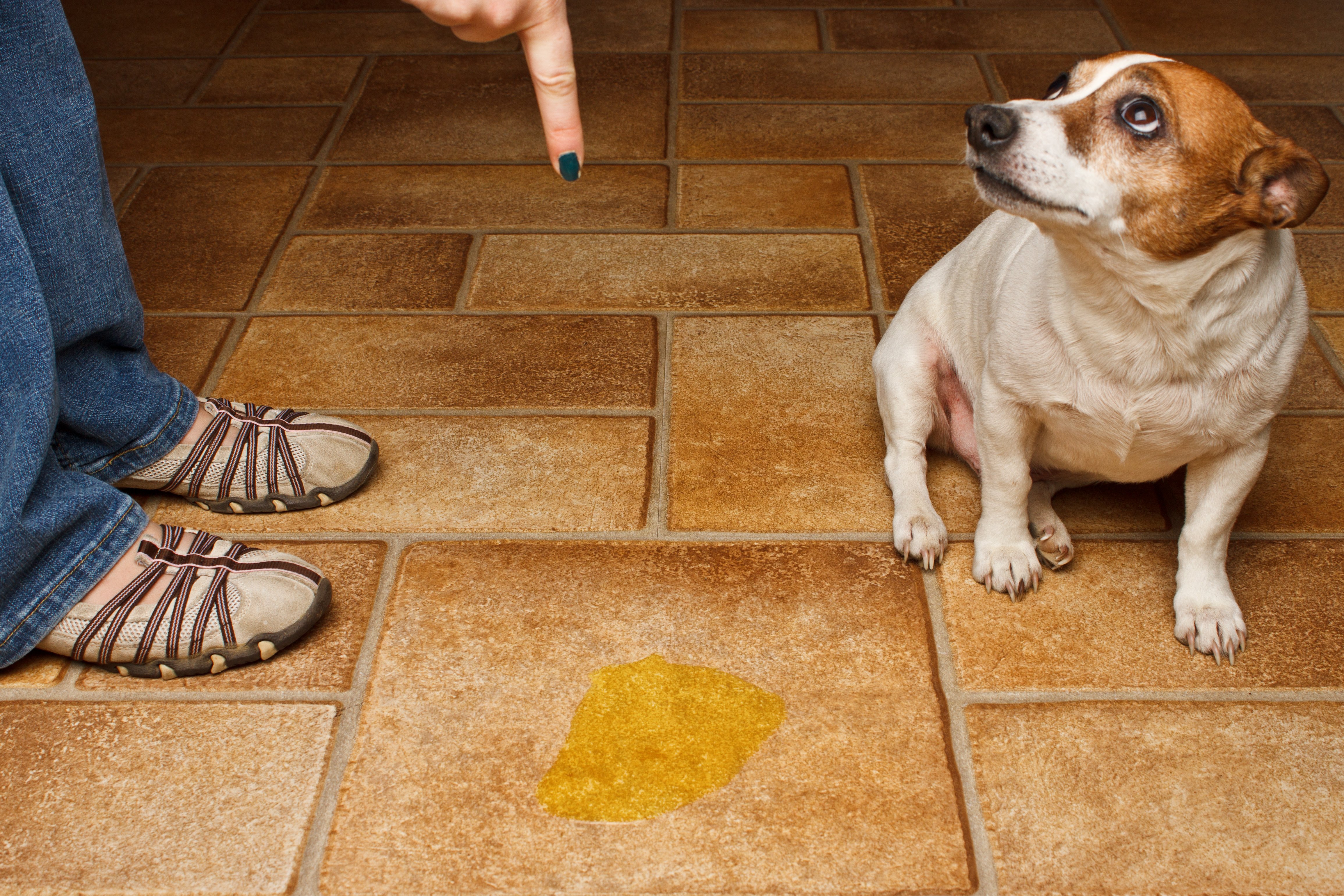 Older dog peeing in 2025 house with new puppy