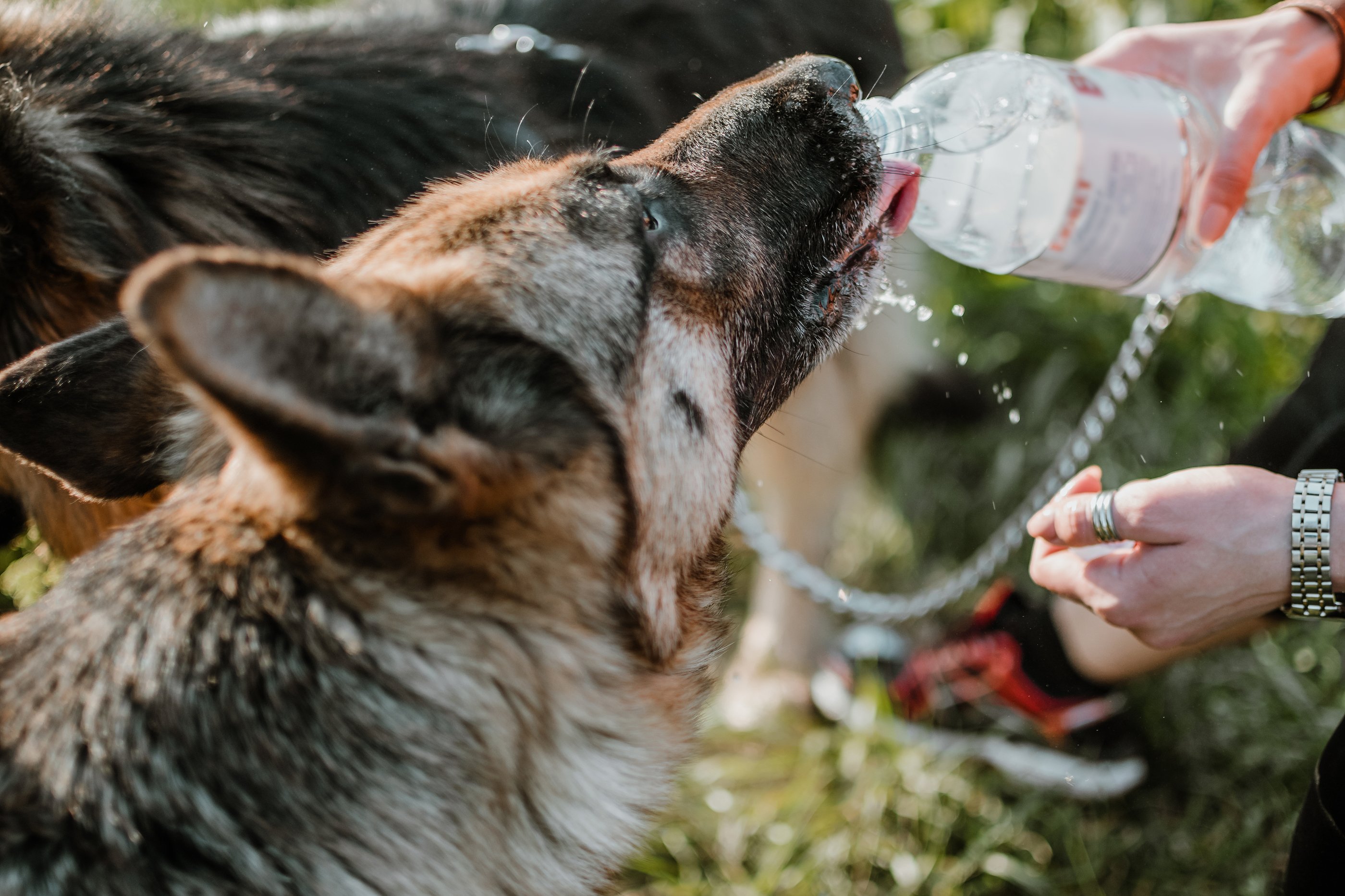 bigstock-German-Shepherd-Dog-Drinking-W-340201798