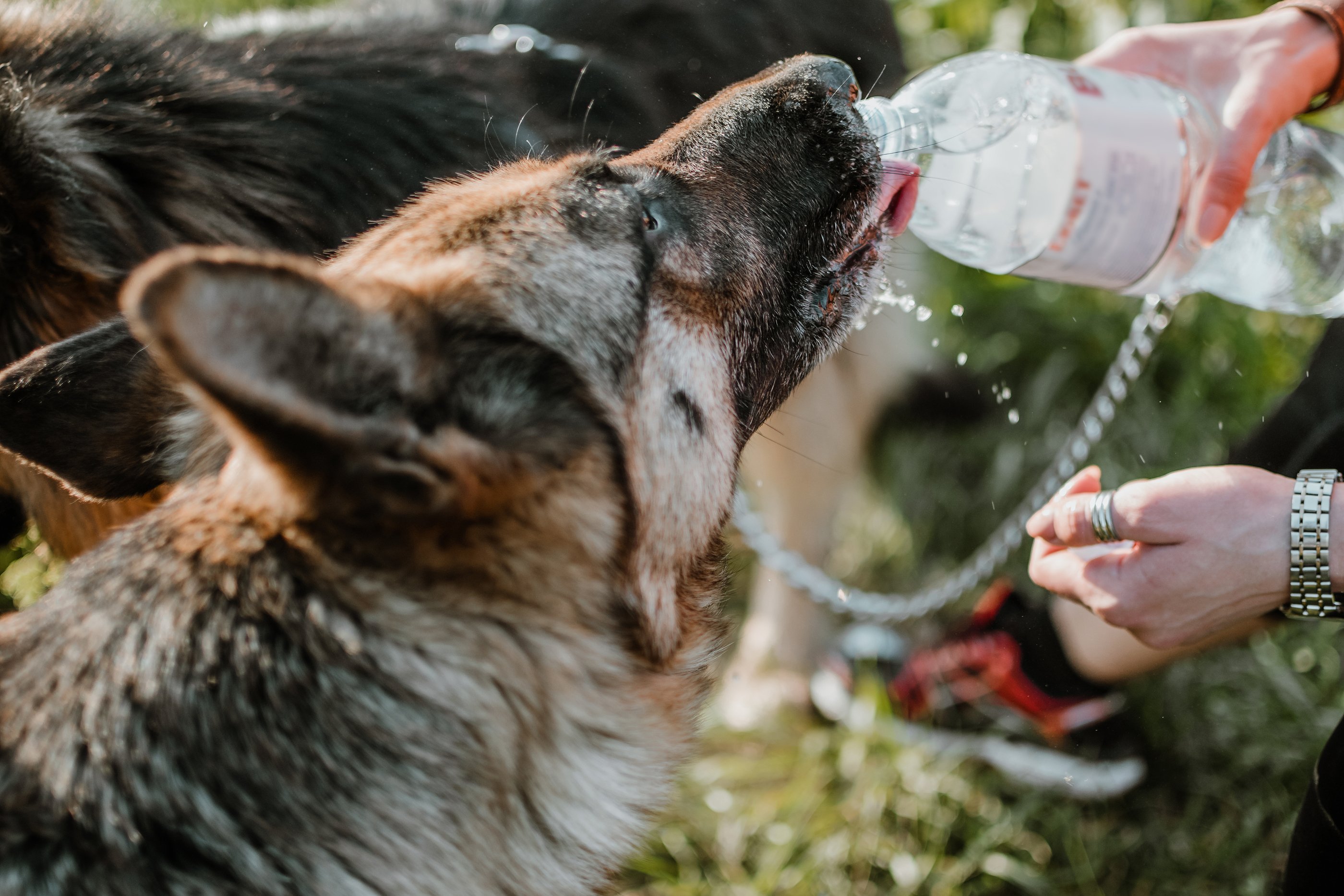 should puppies drink water at night