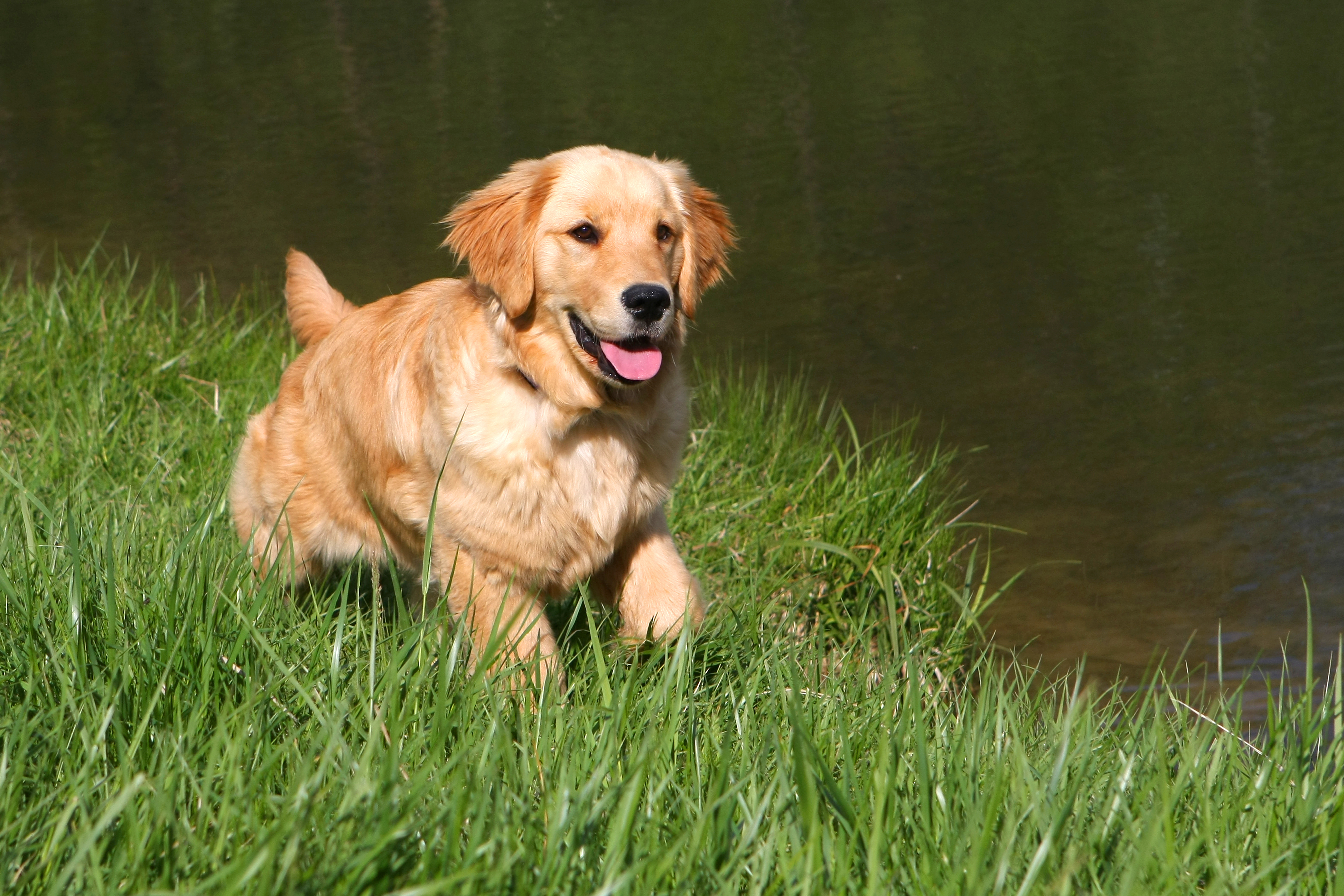 bigstock-Golden-Retriever-7760258