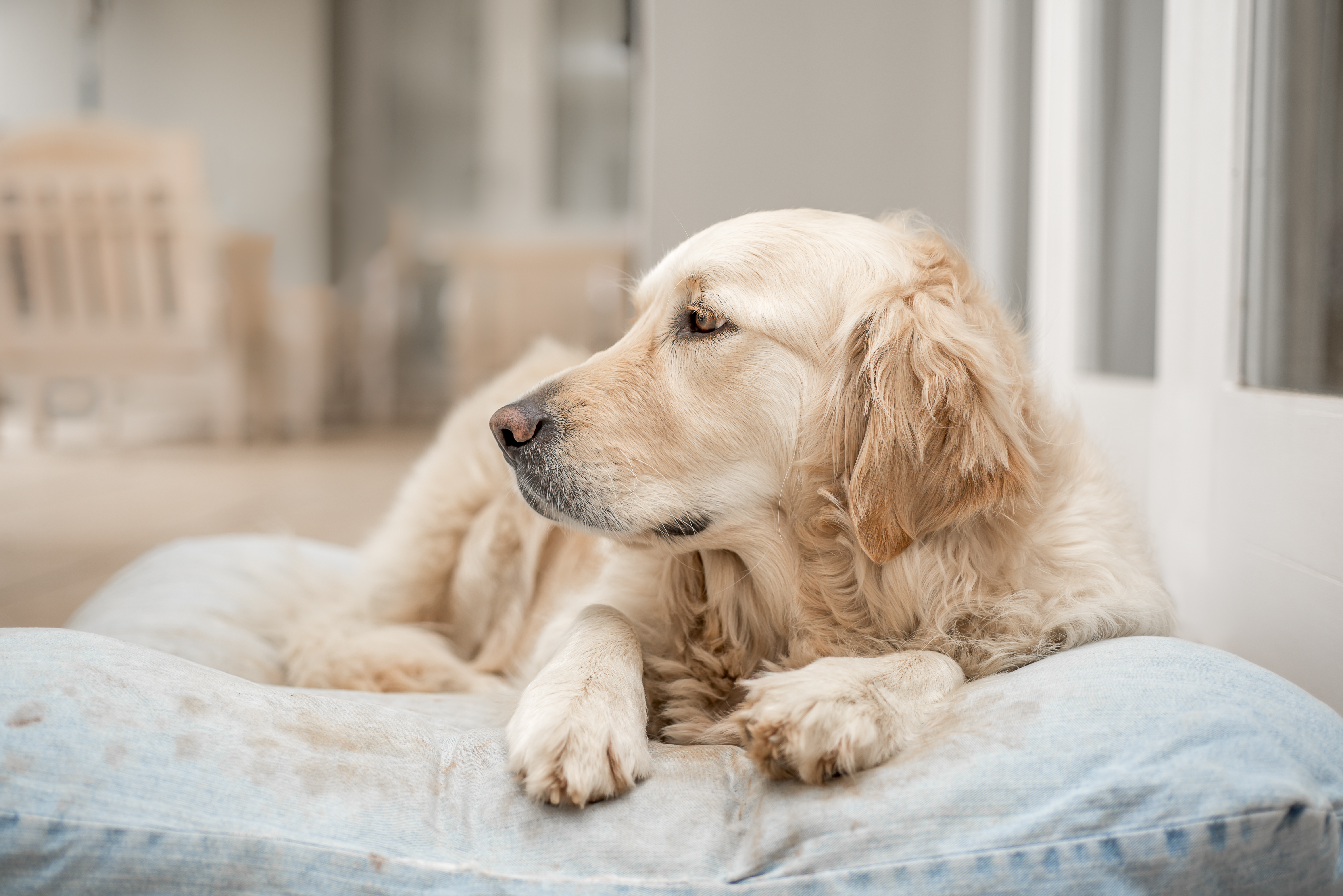 bigstock-Golden-Retriever-Resting-76853444