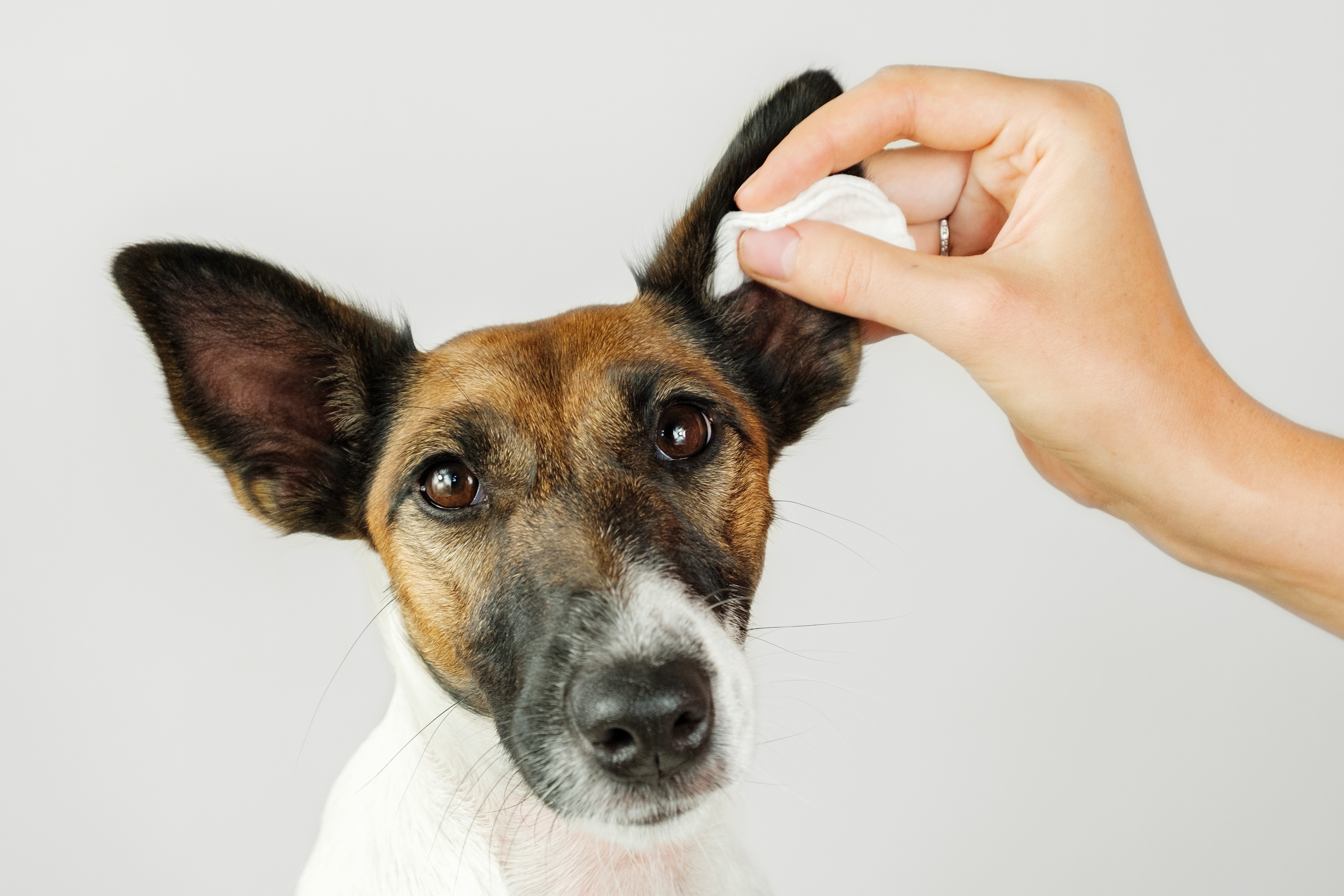 bigstock-Human-Hand-Cleans-A-Dog--s-Ea-323243563-1