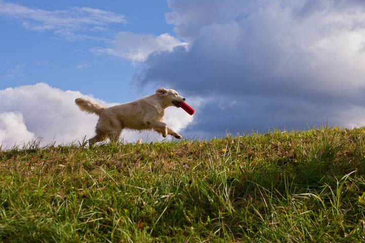 Labrador Retriever Running In Grass