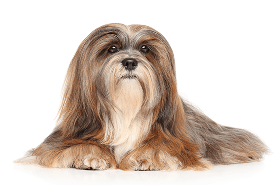 Lhasa-Apso-On-A-White-Backgrou-79909105