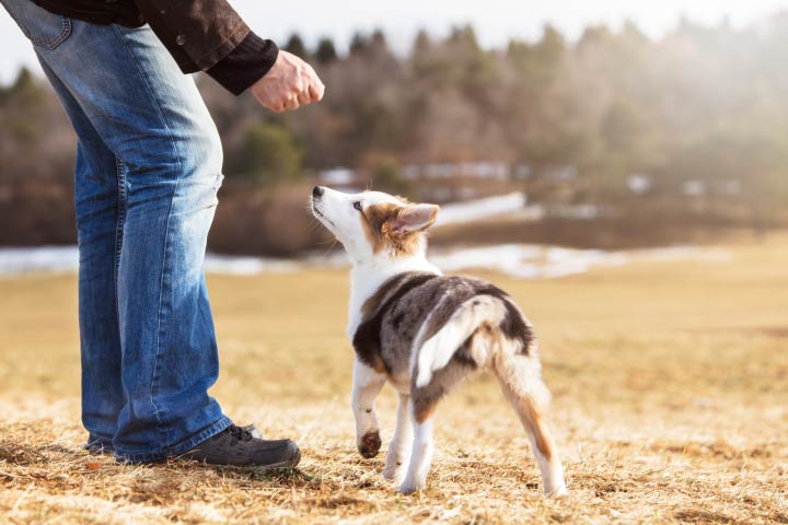 man feeding puppy a joint health soft chew