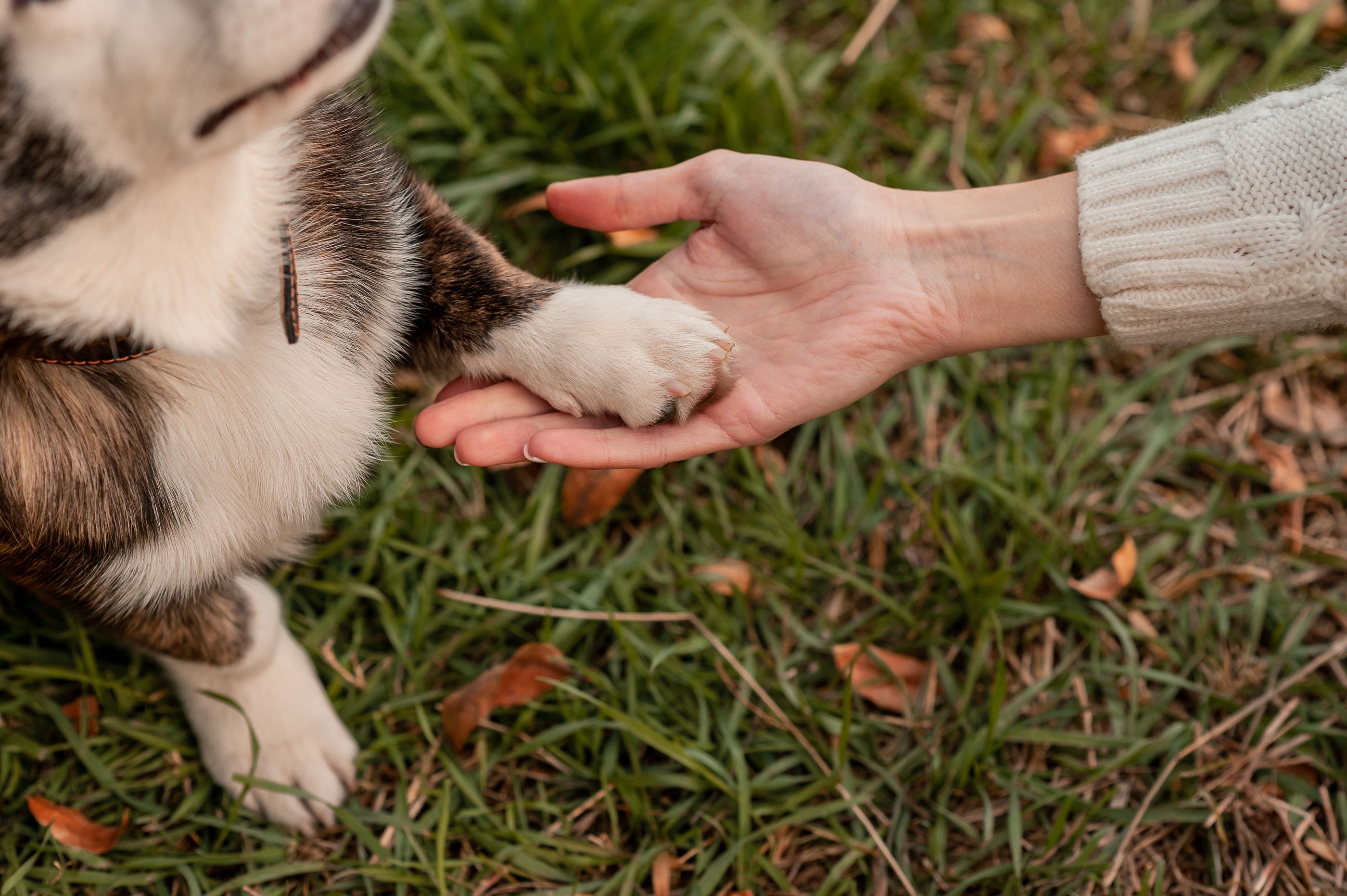 Essential pet shop care