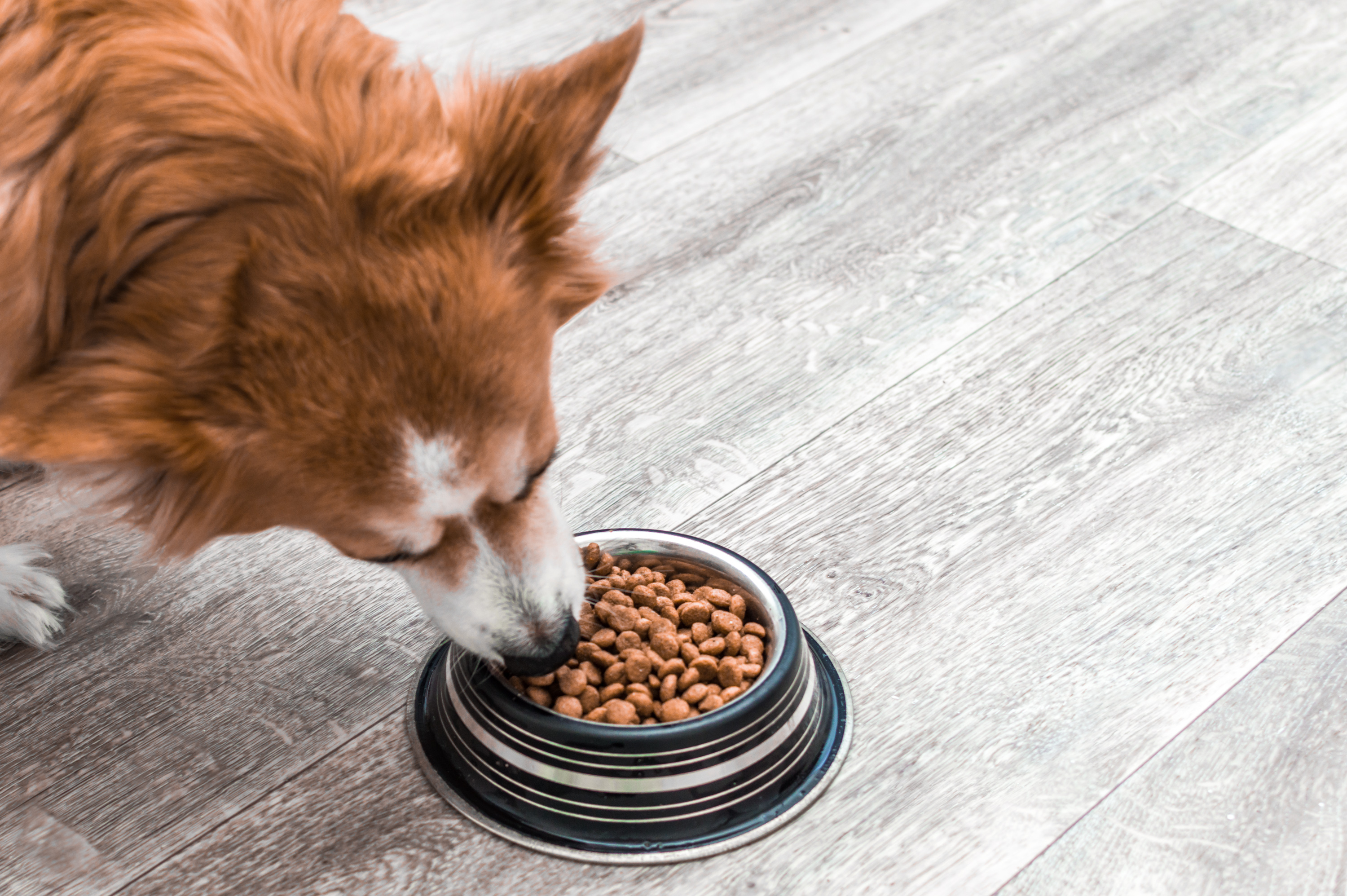 bigstock-Portrait-Of-A-Dog-With-A-Bowl--304222894