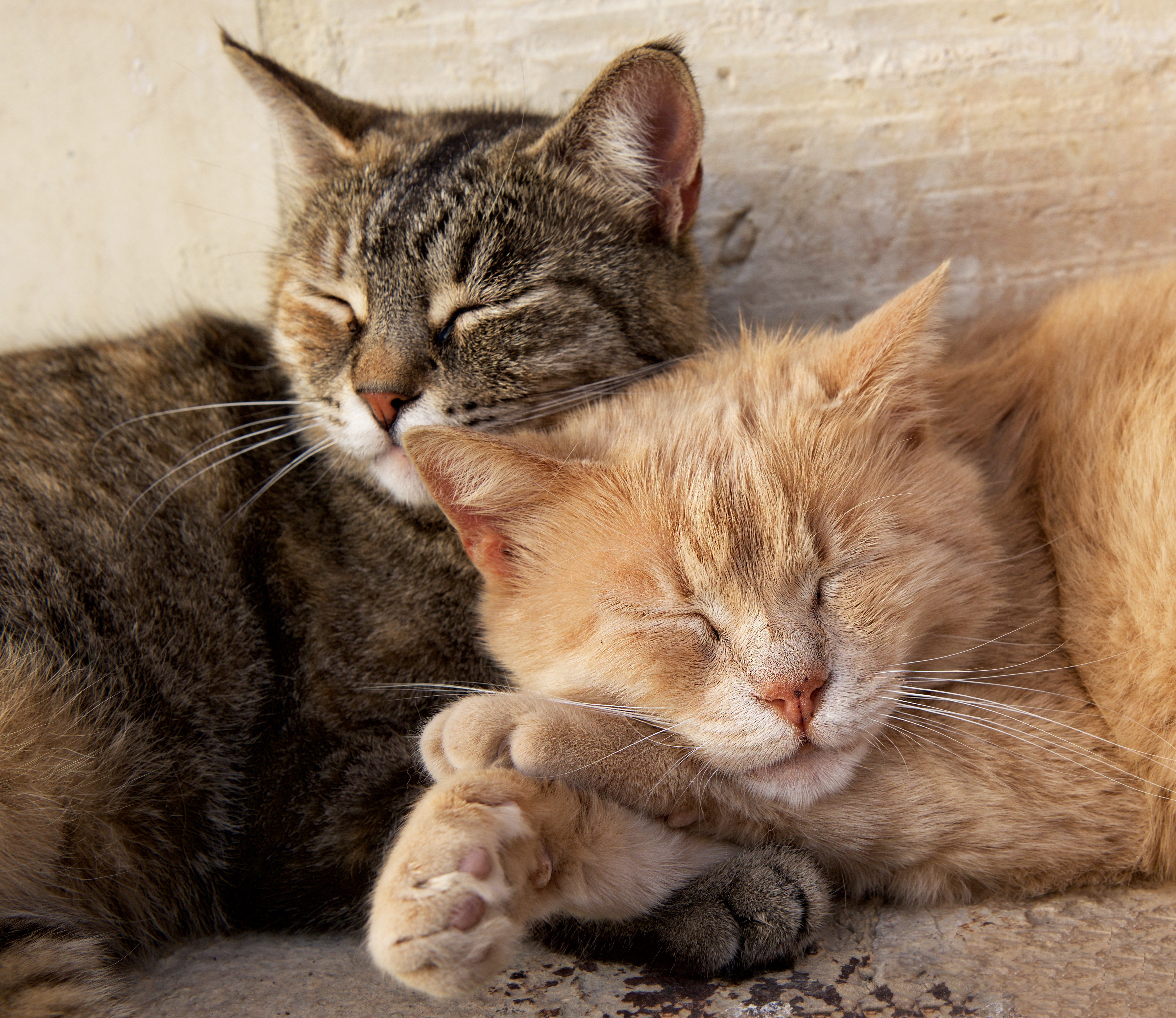 bigstock-Portrait-Of-Two-Cats-Brown-An-239843755