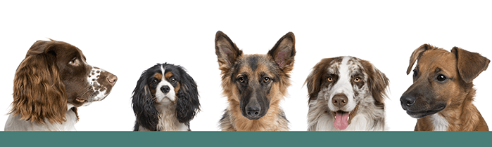 bigstock-Portrait-of-different-breeds-o-5885013-1