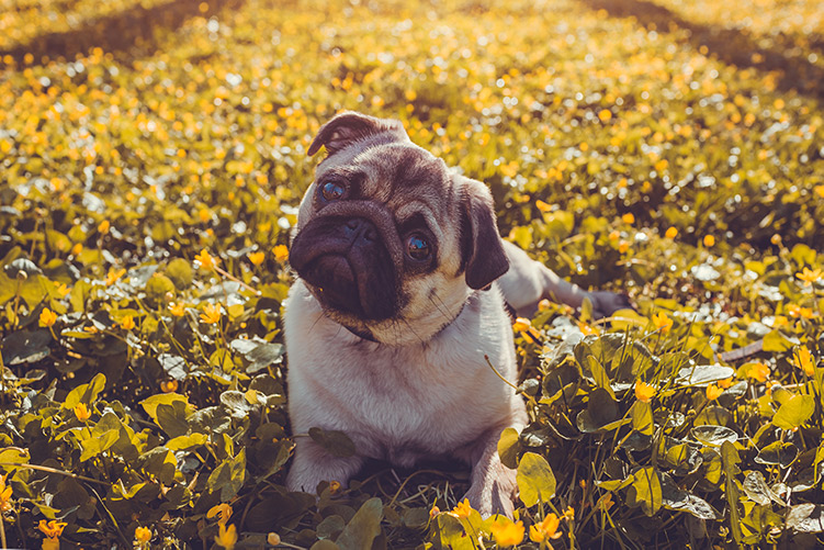 bigstock-Pug-Dog-Walking-In-Spring-Fore-237292060