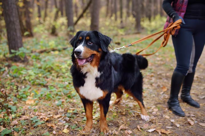 healthy dog out for walk