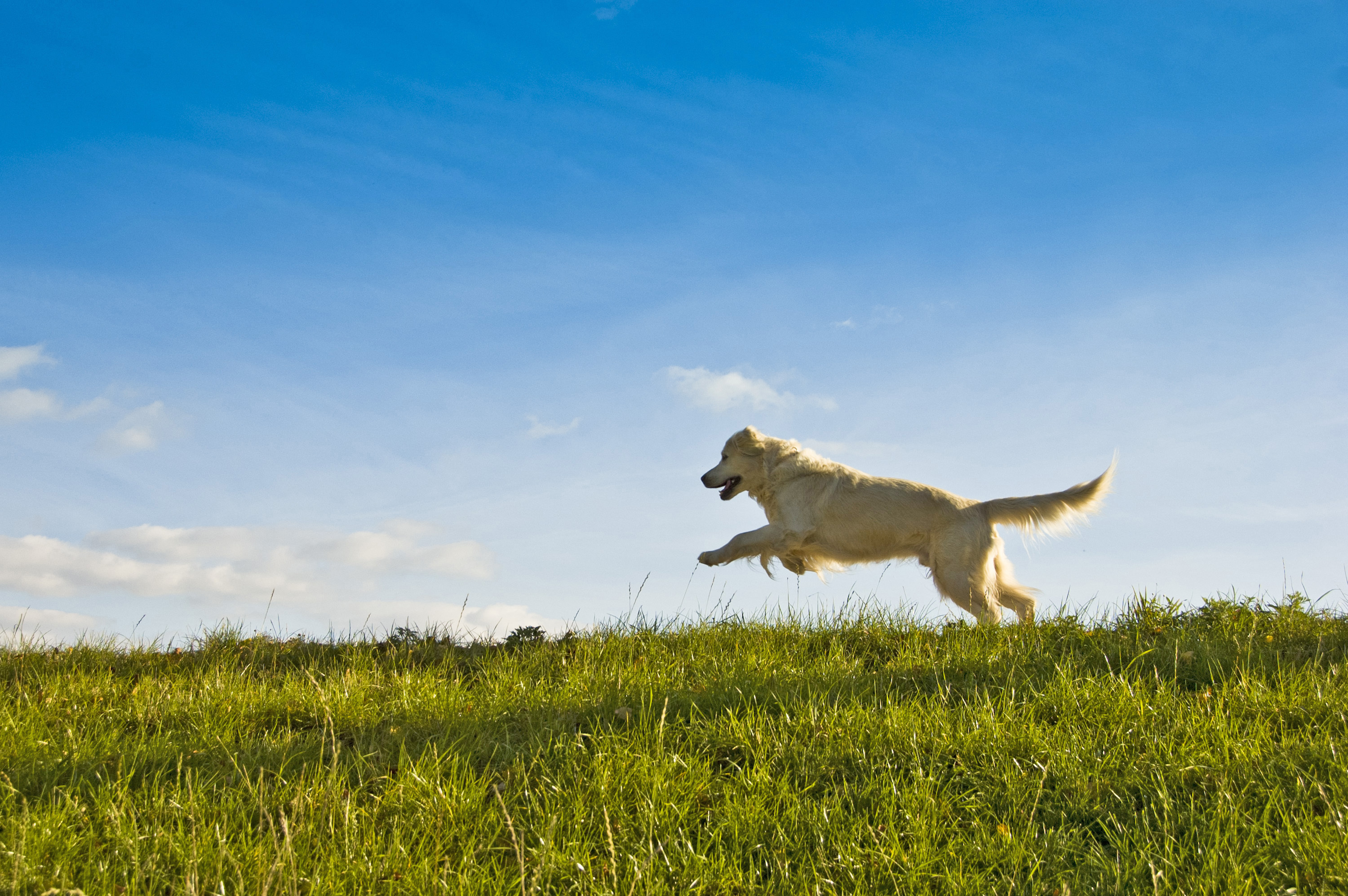 bigstock-golden-retriever-dog-jumping-29954735