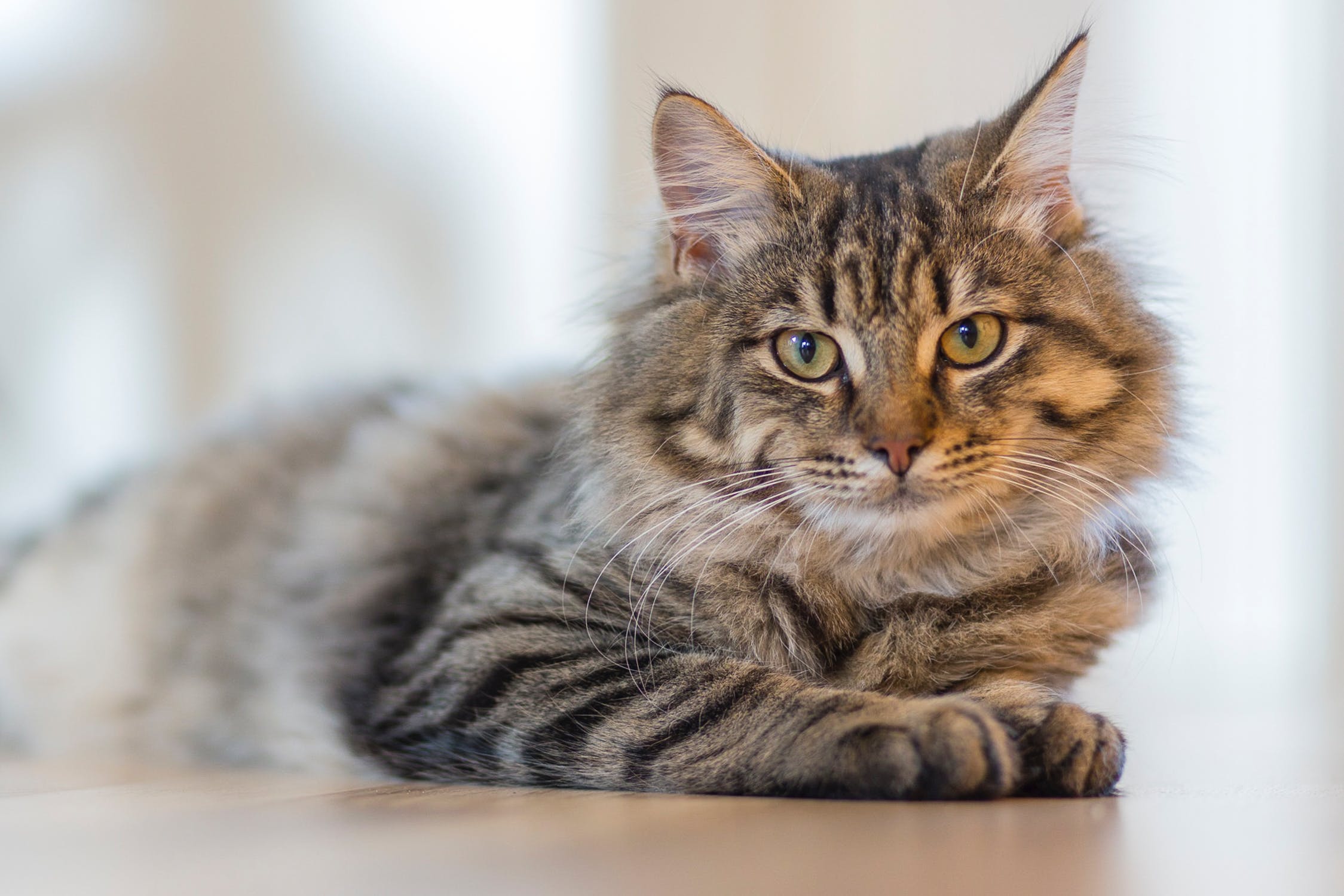 A Hairy Situation Helping Cats With Hairballs