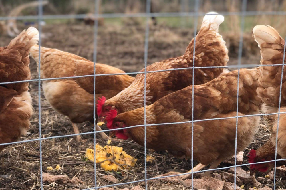 staff-photo-chickens