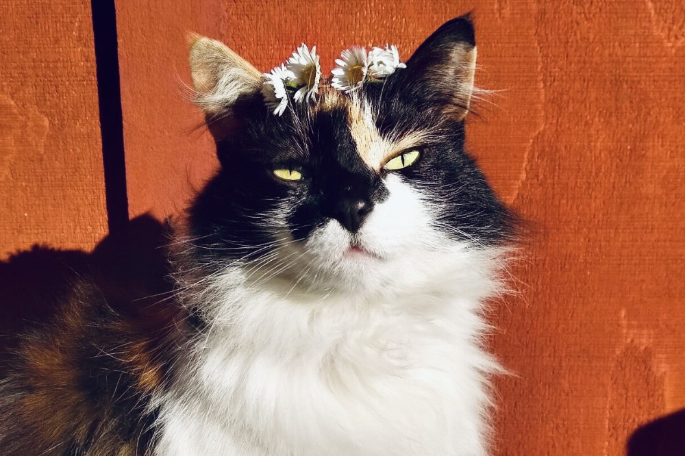 staff-photo-pretty-girl