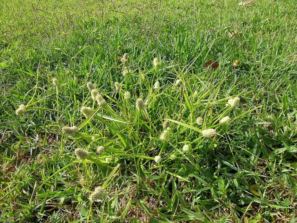 Get Rid Of The Stubborn Dallisgrass In Your Yard With These Tips