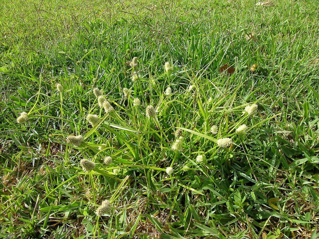 How To Identify & Kill These Annoying Lawn Weeds