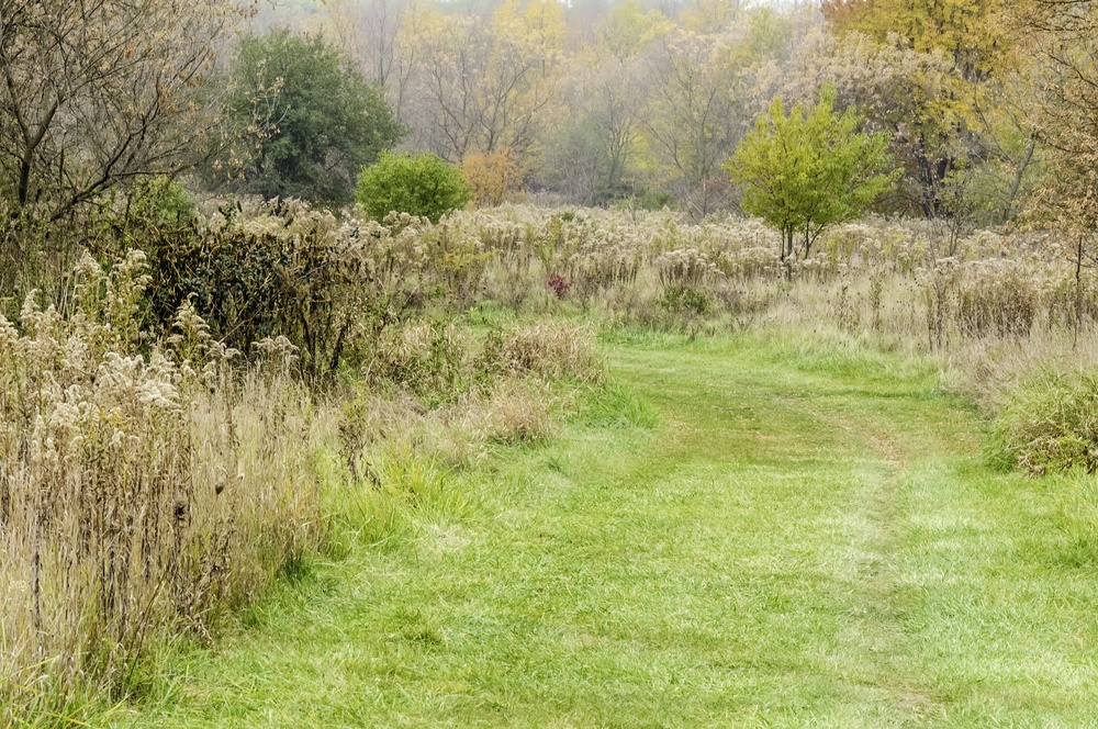 Wide grassy path through field of fading wildflowers and scrub trees by woods at end of October in northern Illinois, USA.jpeg