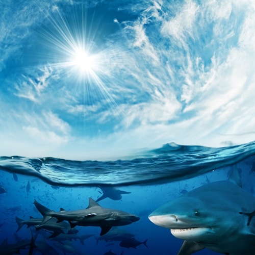 In honor of Shark Week: 3 things the travel therapist can learn from sharks