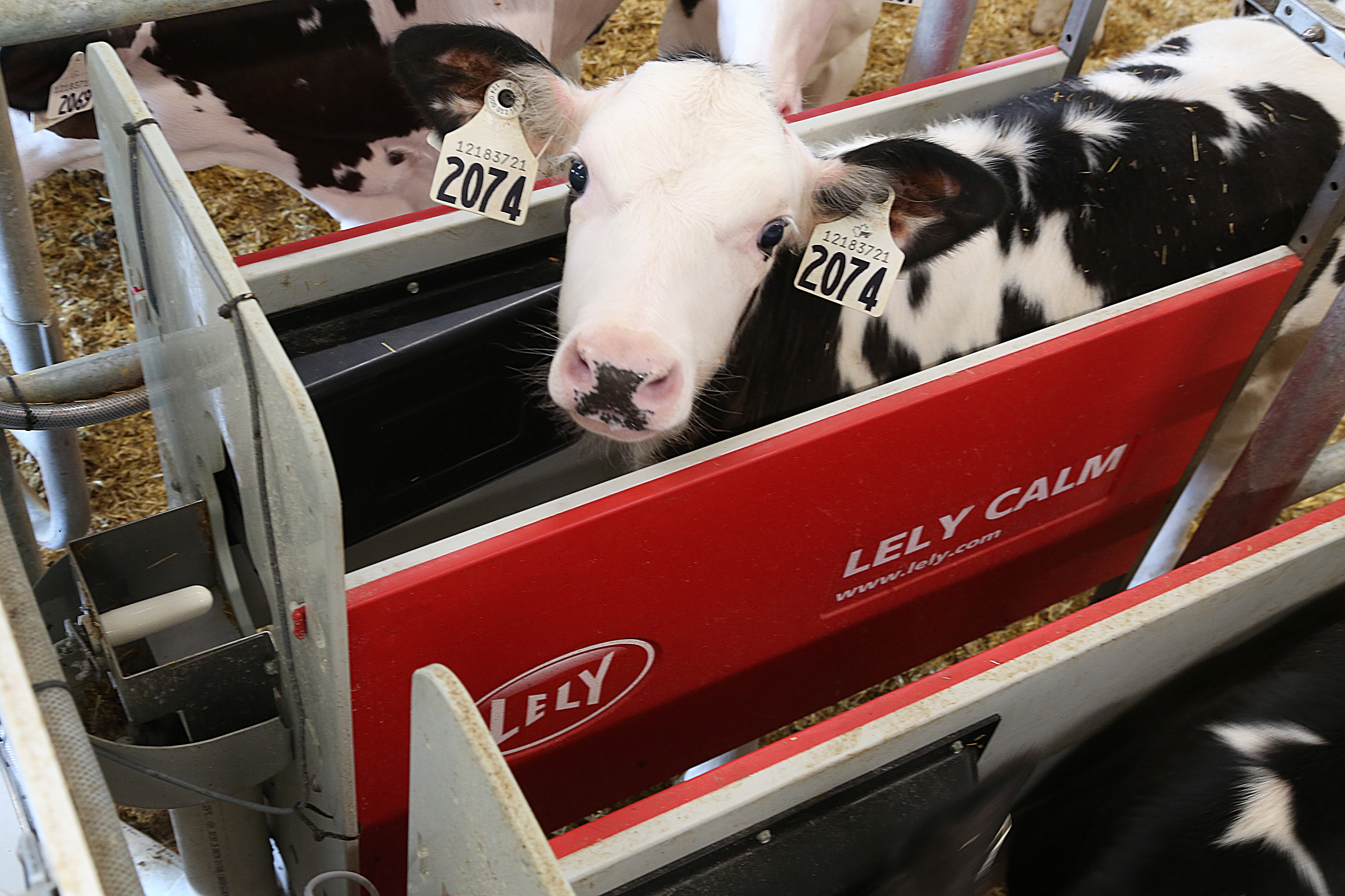 An Automatic Lely Calm Calf Feeder Could Benefit Your Operation