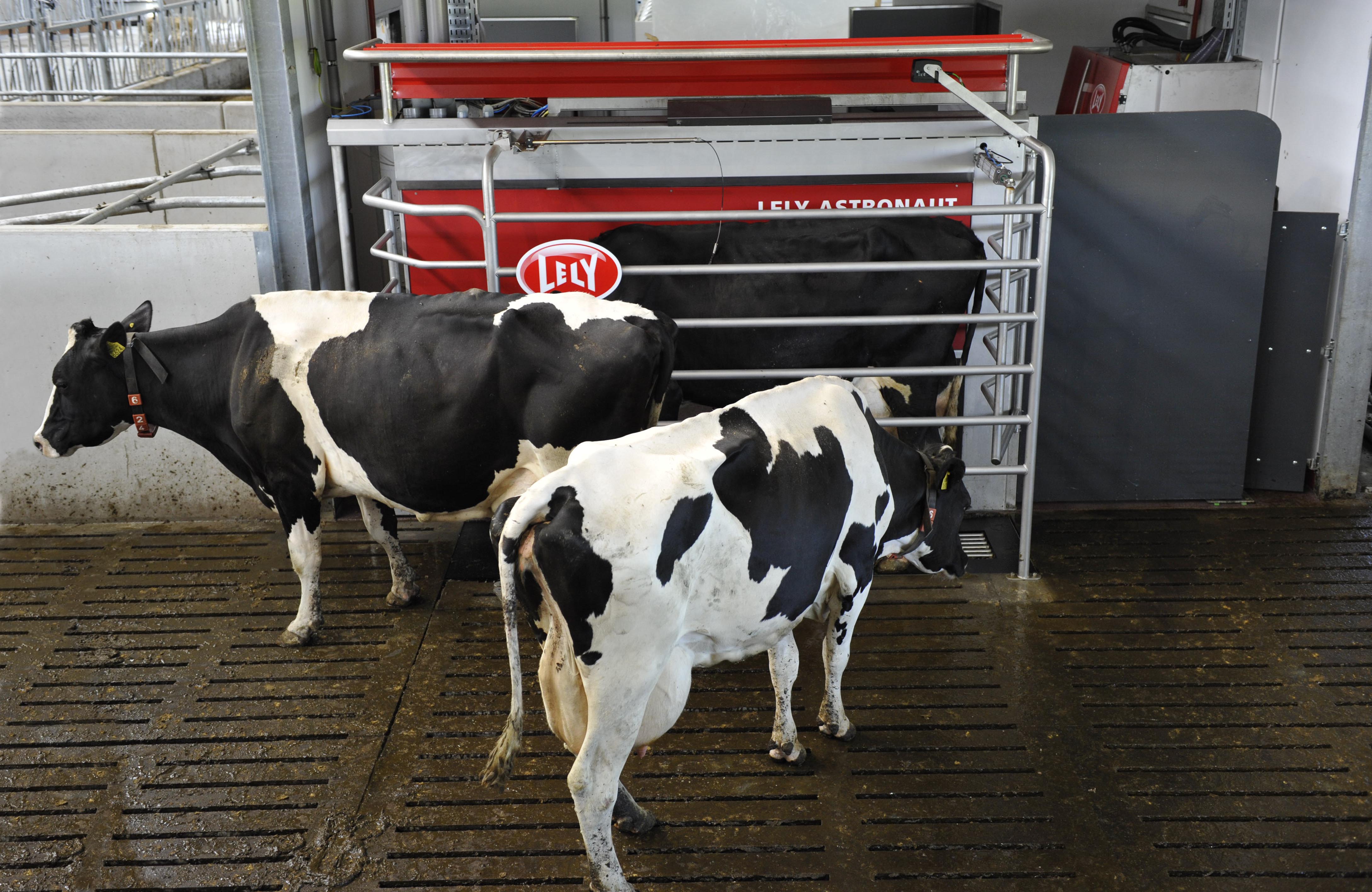 Automatic Milking Systems Factors Linked to Increased Milk Production