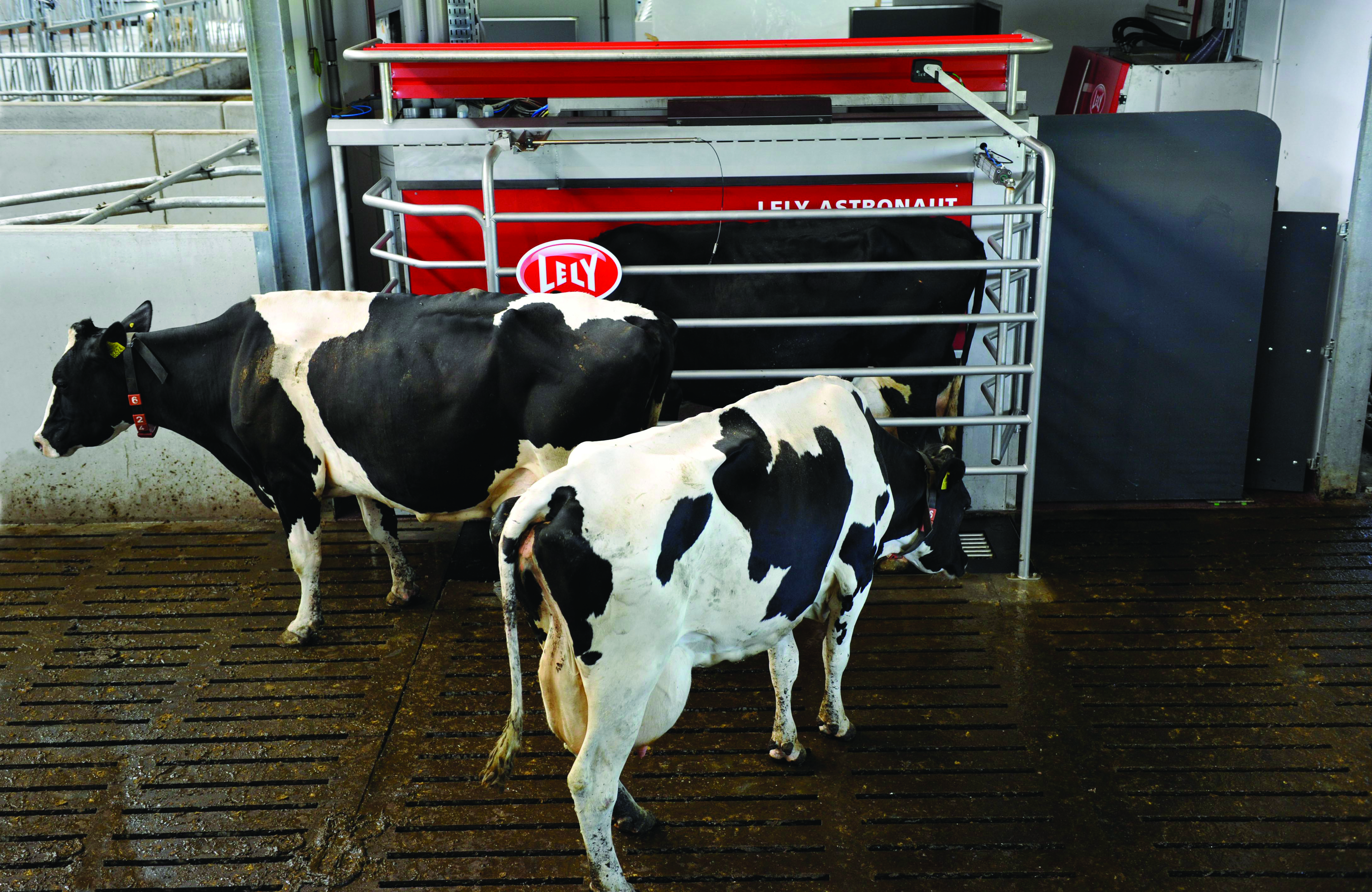 High Tech Cow Comfort Dairy