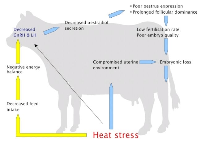 Preventing Heat Stress