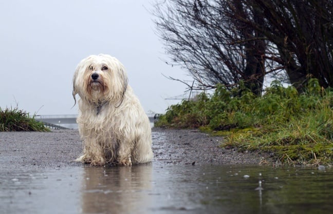 dog-rain