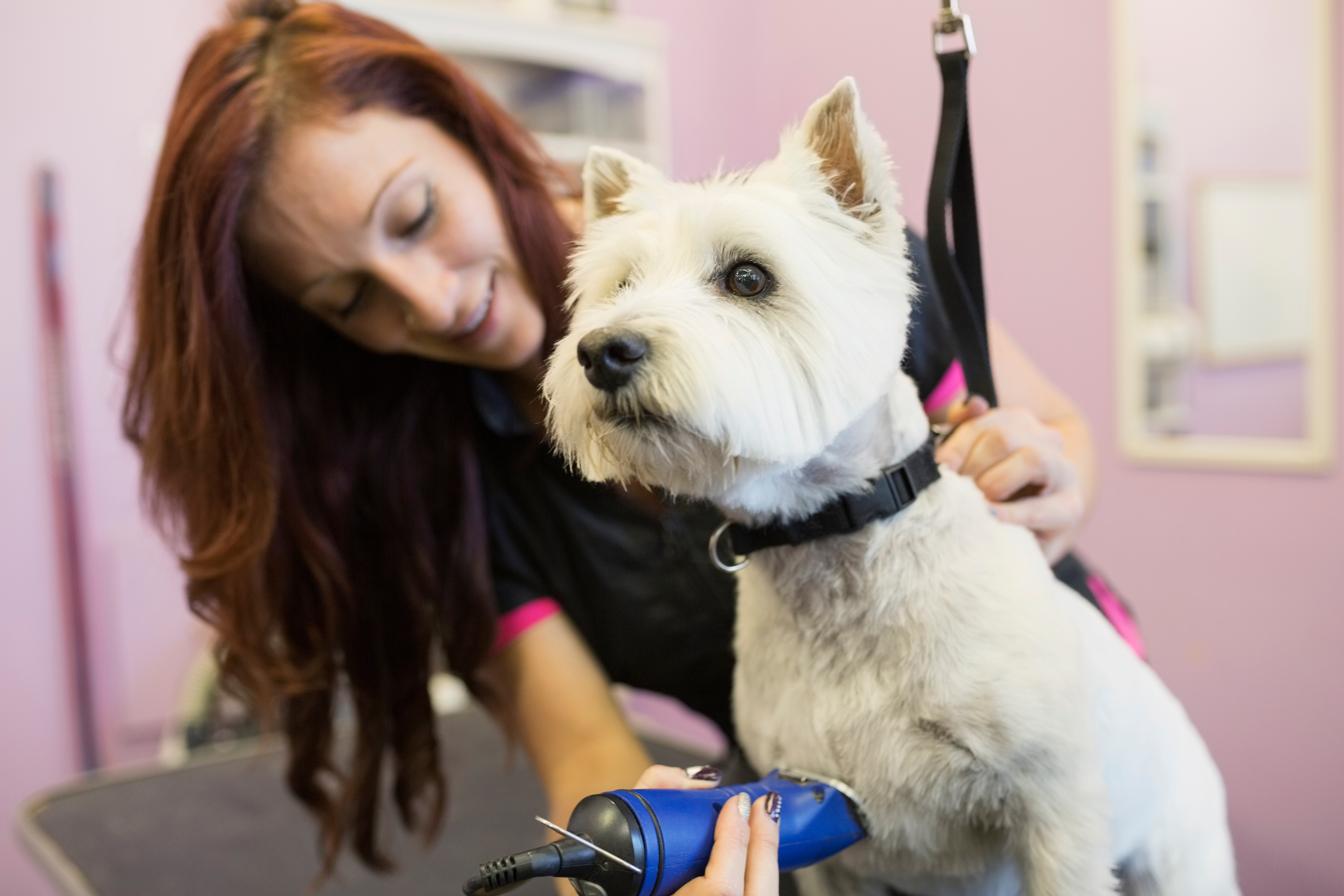 Dog groomer shaving West Highland Terrier