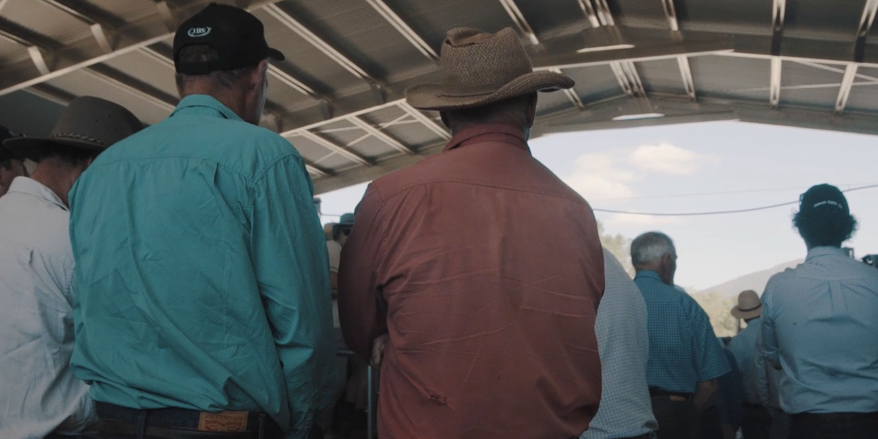 NSW-cattle-farmers-under-nb-shed