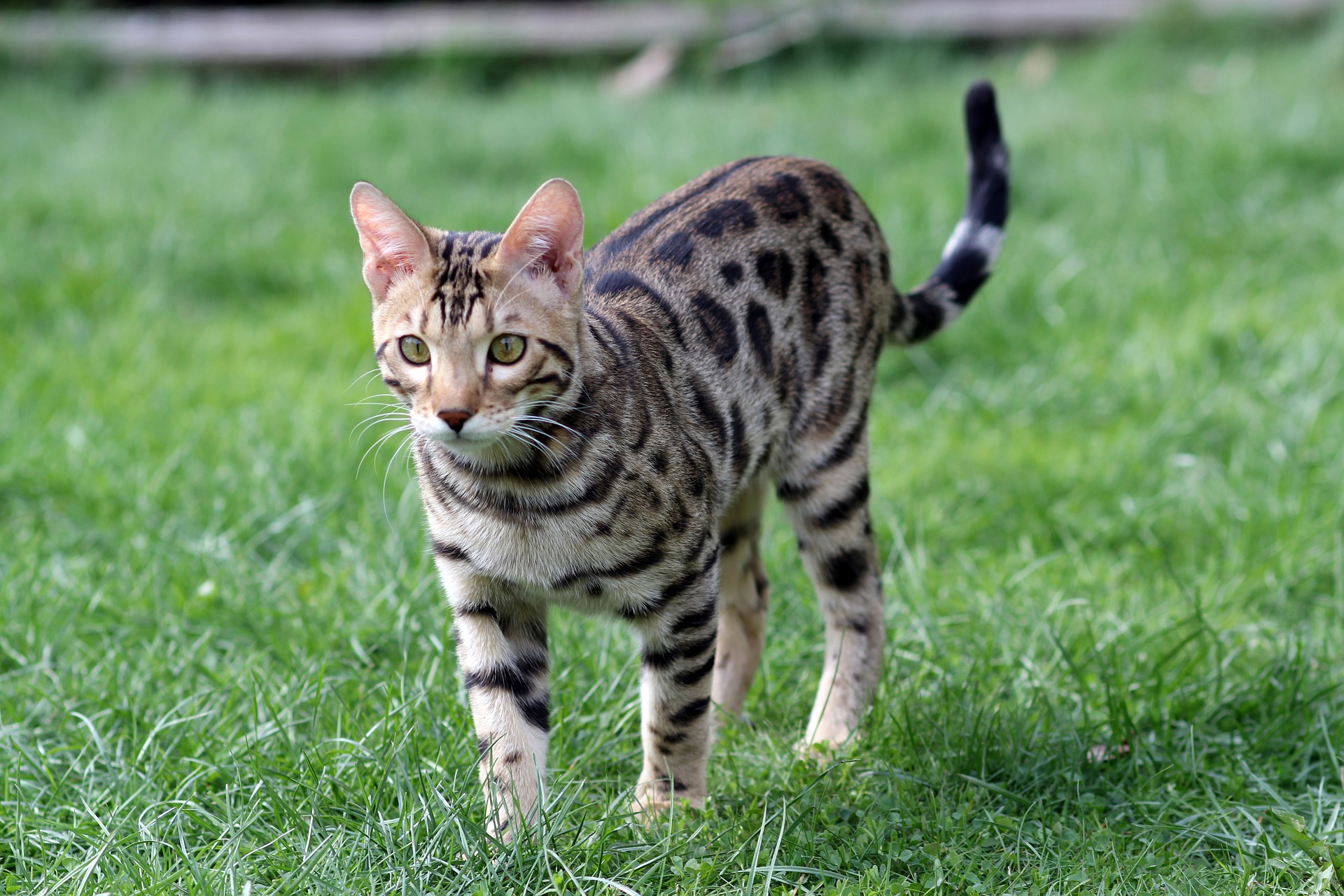 Bengal Cat Coat Cat Breeds Bengal Cat Asian Leopard Cat