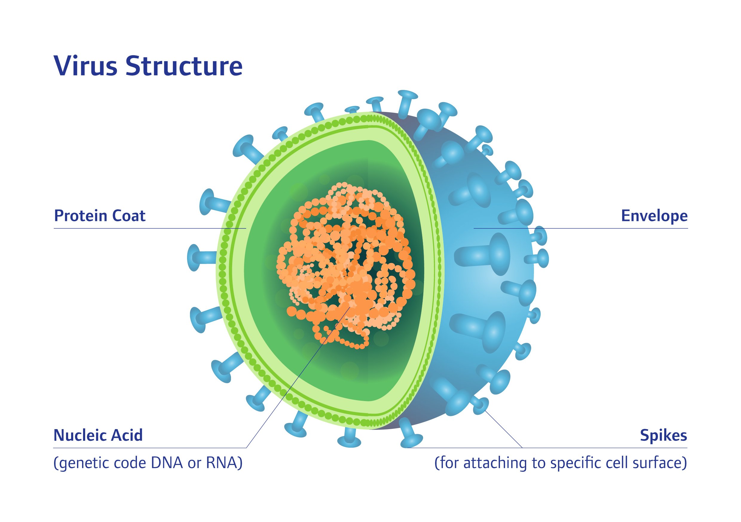 Вирус. Структура вируса герпеса. Вирус в разрезе. Структура вируса в разрезе. Cell virus