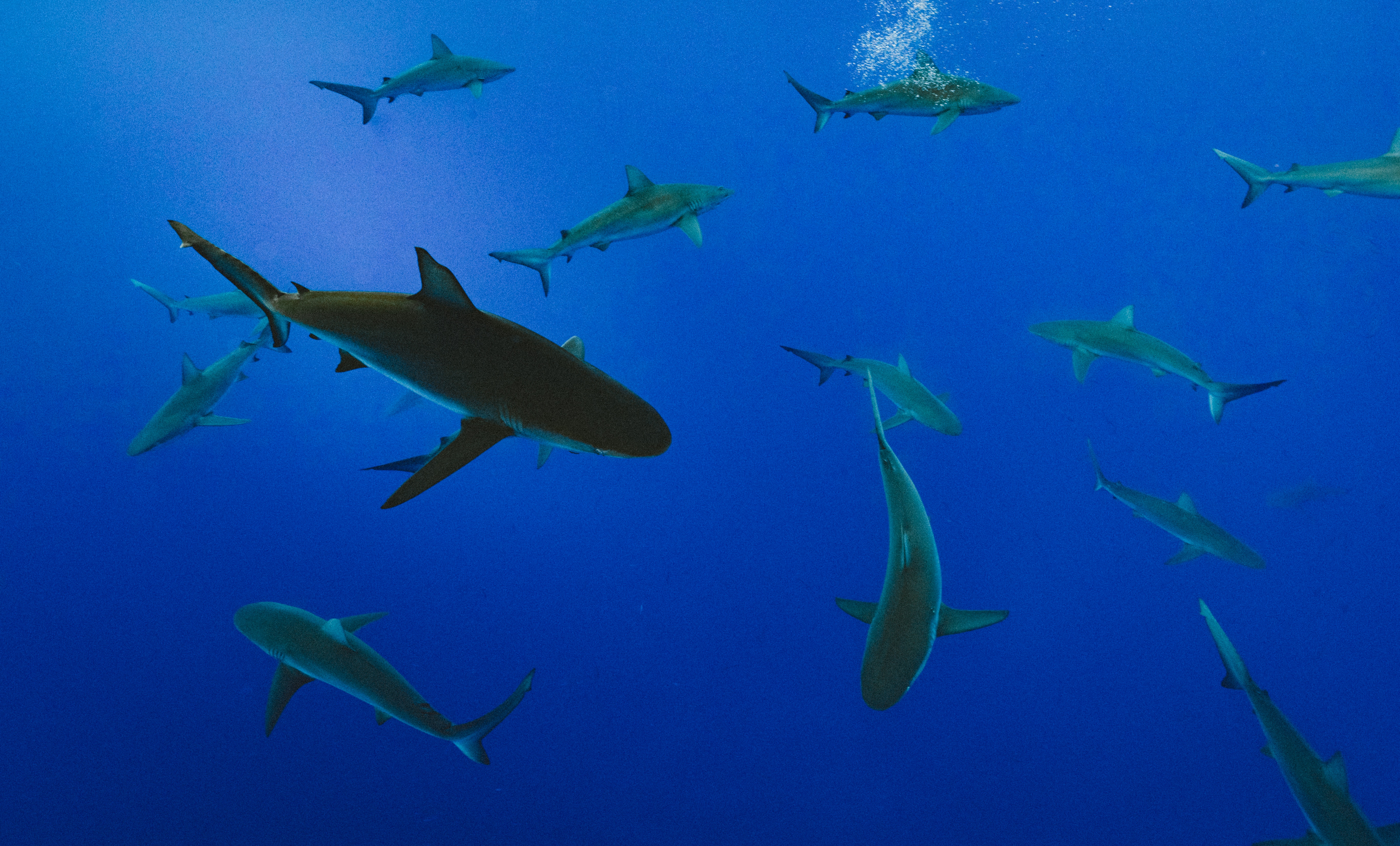 5 Business Lessons From The Shark Tank