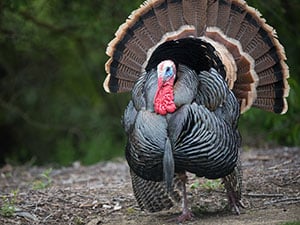 Turkey Myths Debunked